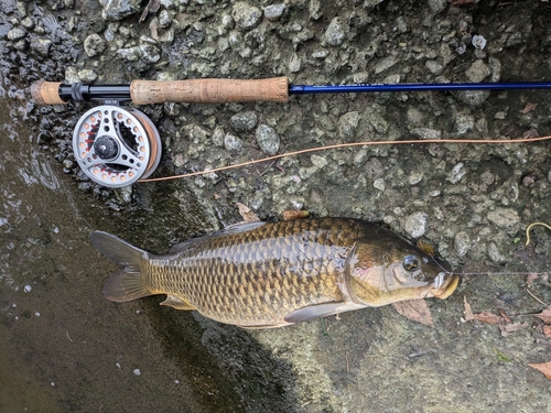 コイの釣果