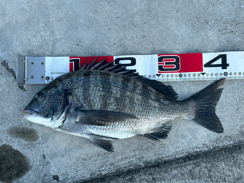 チヌの釣果