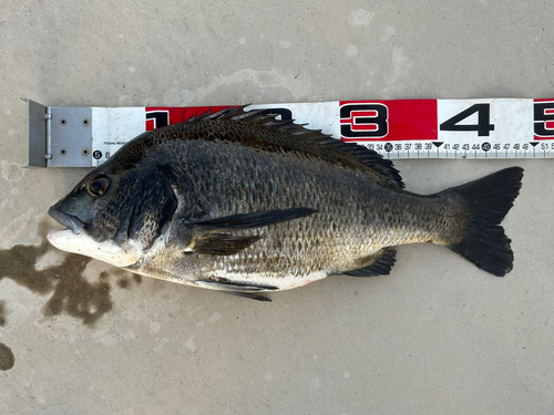 チヌの釣果