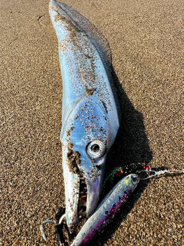 タチウオの釣果