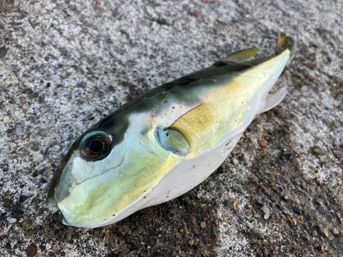 シロサバフグの釣果