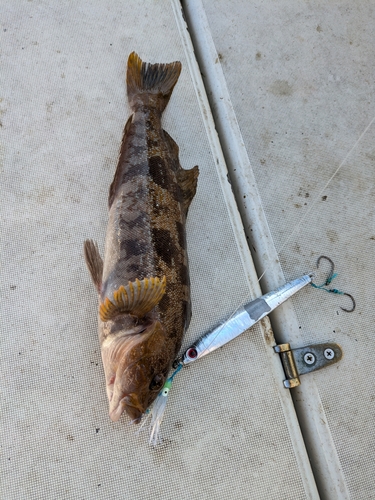 アイナメの釣果