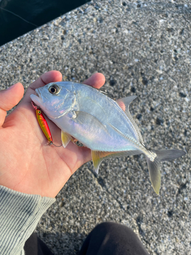 メッキの釣果