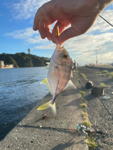 メッキの釣果