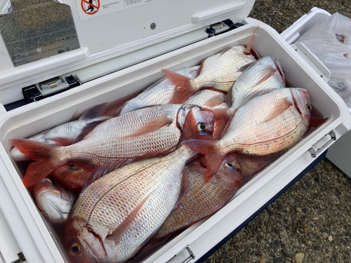 ハナダイの釣果