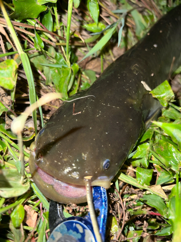 マナマズの釣果