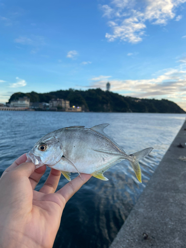 メッキの釣果