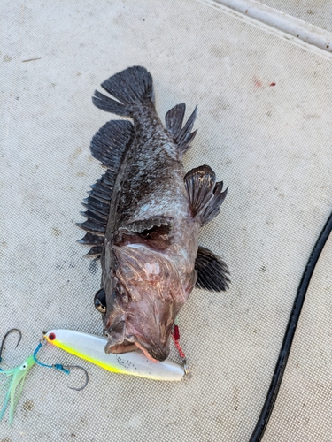 マゾイの釣果