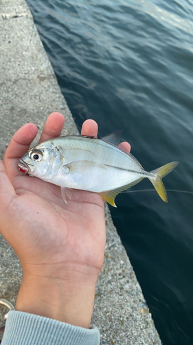 メッキの釣果