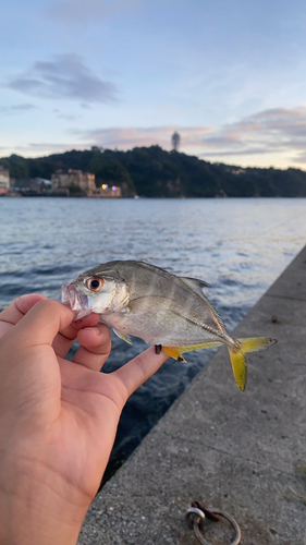 メッキの釣果