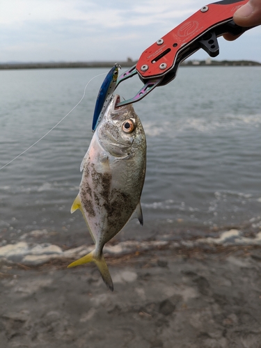 釣果