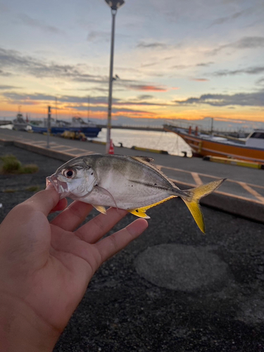 メッキの釣果