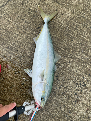 イナダの釣果