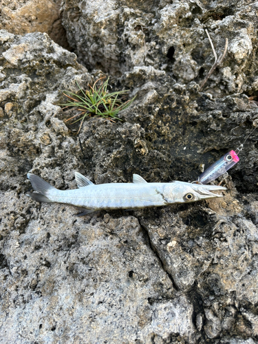 カマスの釣果