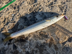 カマスの釣果