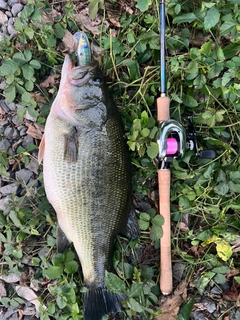 ブラックバスの釣果