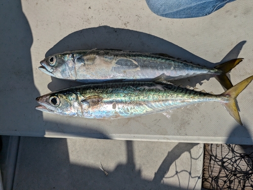 サバの釣果