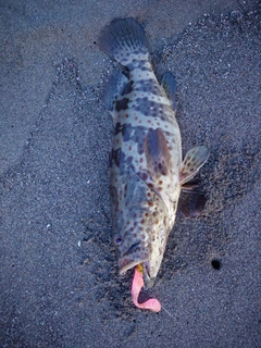 チャイロマルハタの釣果