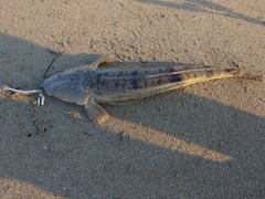 マゴチの釣果