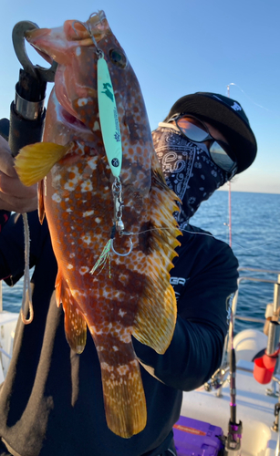 ハタの釣果