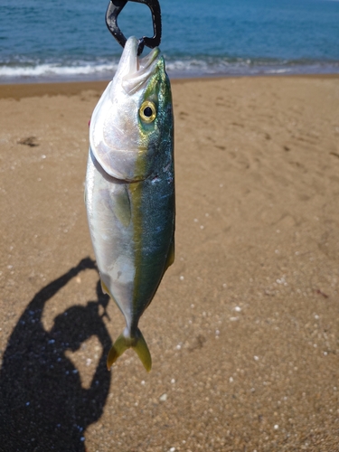 ツバスの釣果