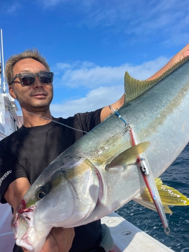 カンパチの釣果