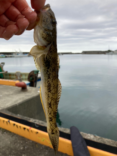 マハゼの釣果