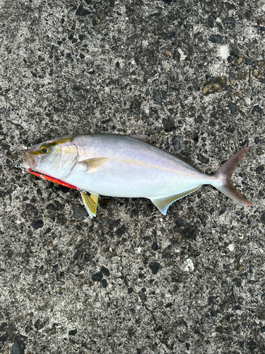 ショゴの釣果