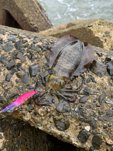 アオリイカの釣果