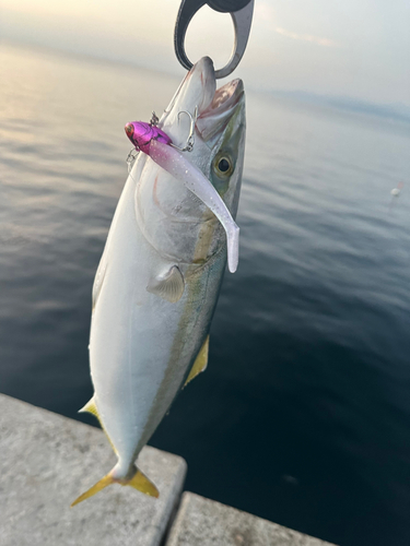 ハマチの釣果