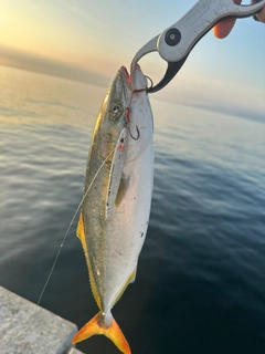 ハマチの釣果