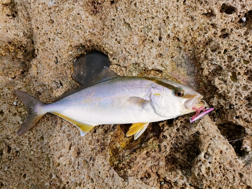 シオの釣果