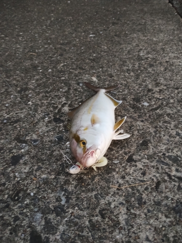 ショゴの釣果