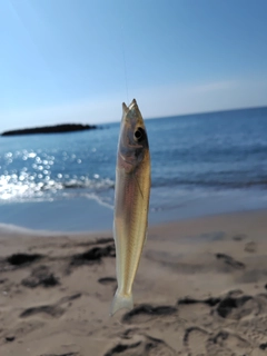 キスの釣果