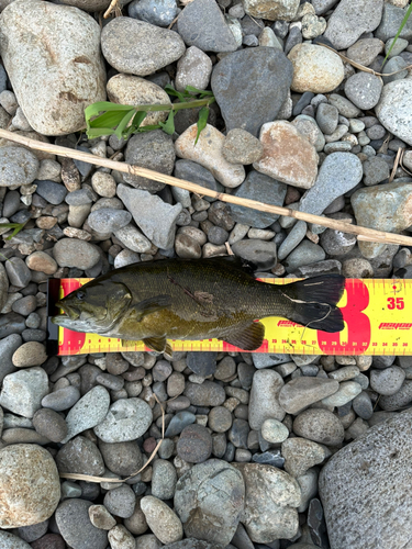 スモールマウスバスの釣果