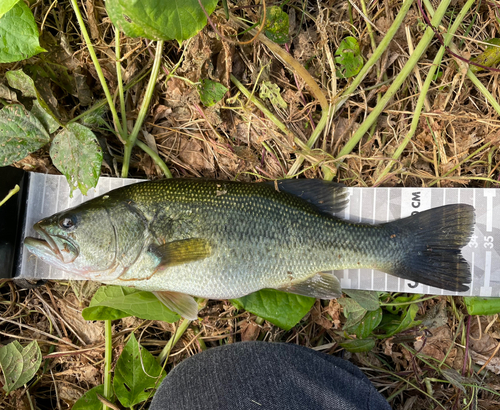 ラージマウスバスの釣果