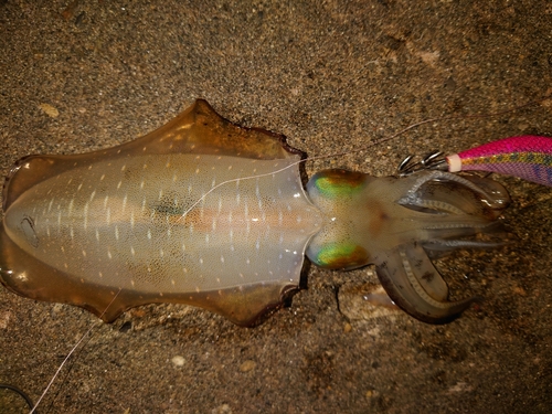 アオリイカの釣果