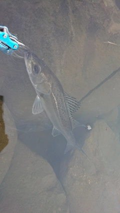 フッコ（マルスズキ）の釣果