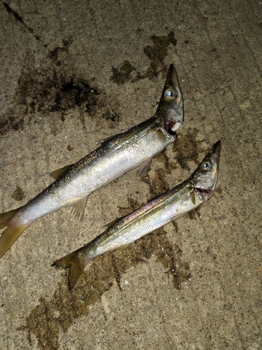 カマスの釣果