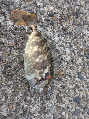 アイゴの釣果