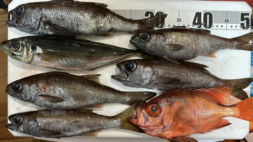 クロムツの釣果