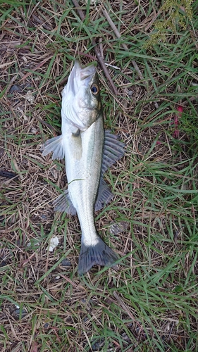 フッコ（マルスズキ）の釣果