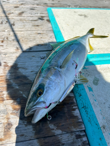 ツバスの釣果