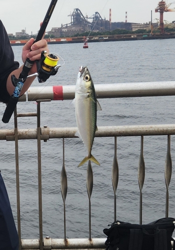 マサバの釣果