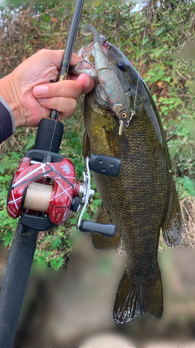 スモールマウスバスの釣果