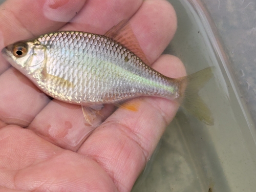 タナゴの釣果