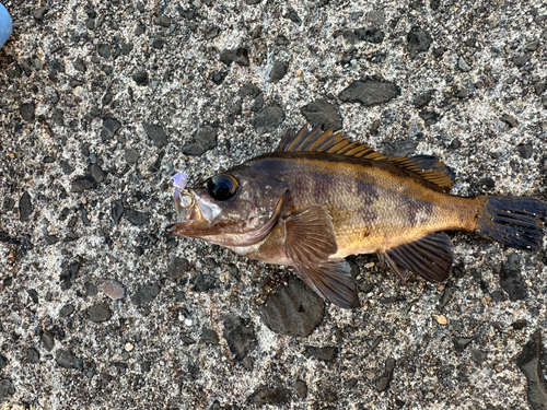 メバルの釣果