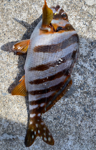 タカノハダイの釣果