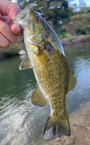 ニゴイの釣果