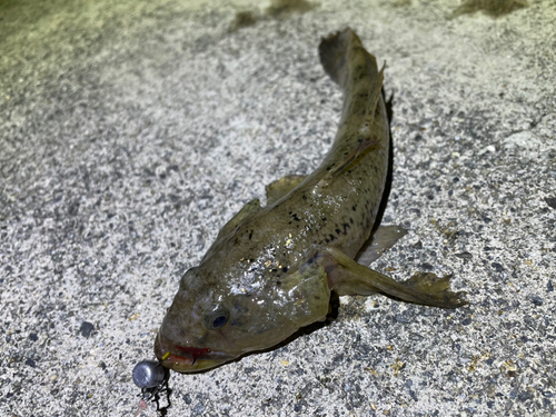 ウロハゼの釣果